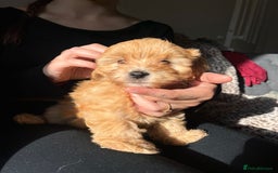 Maltipoo dogs for sale: 2 beautiful playful & lovely Maltipoo boys  - Image 14