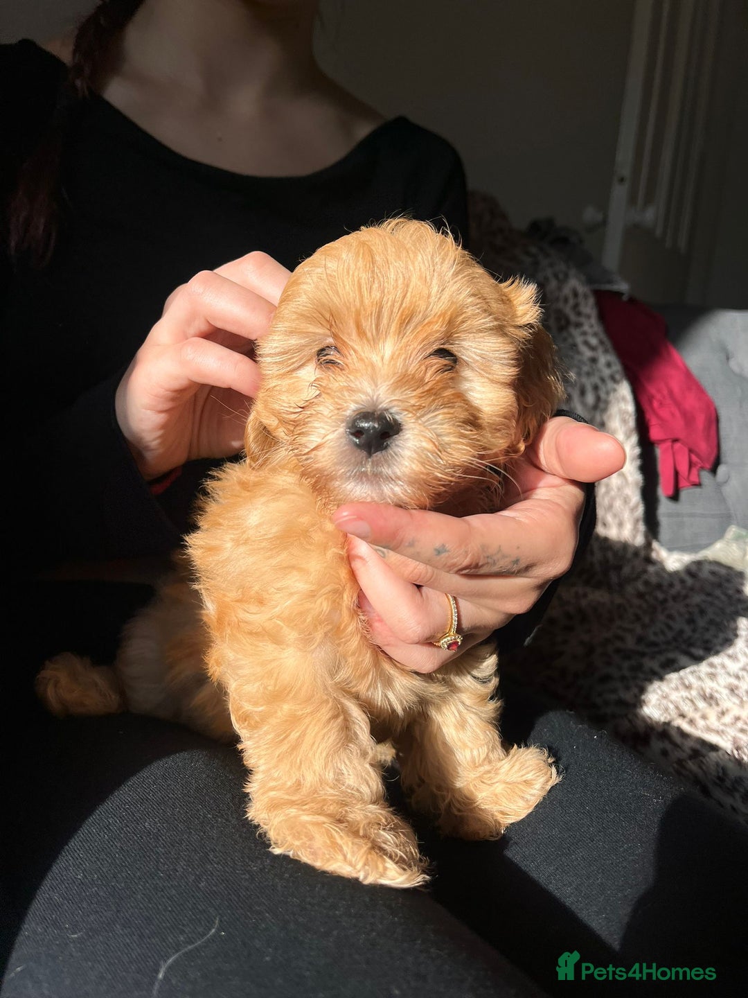 Maltipoo dogs for sale: 2 beautiful playful & lovely Maltipoo boys  - Image 14