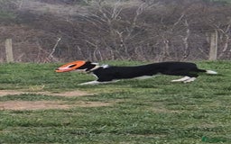 Border Collie dogs for sale: Female border collie - Image 3