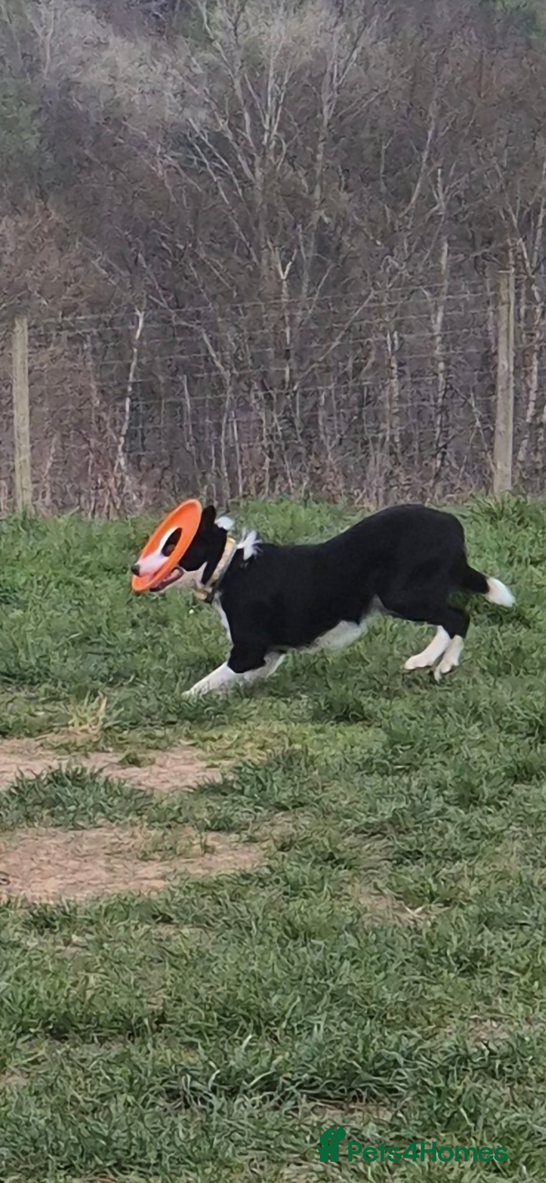 Border Collie dogs for sale: Female border collie - Image 3