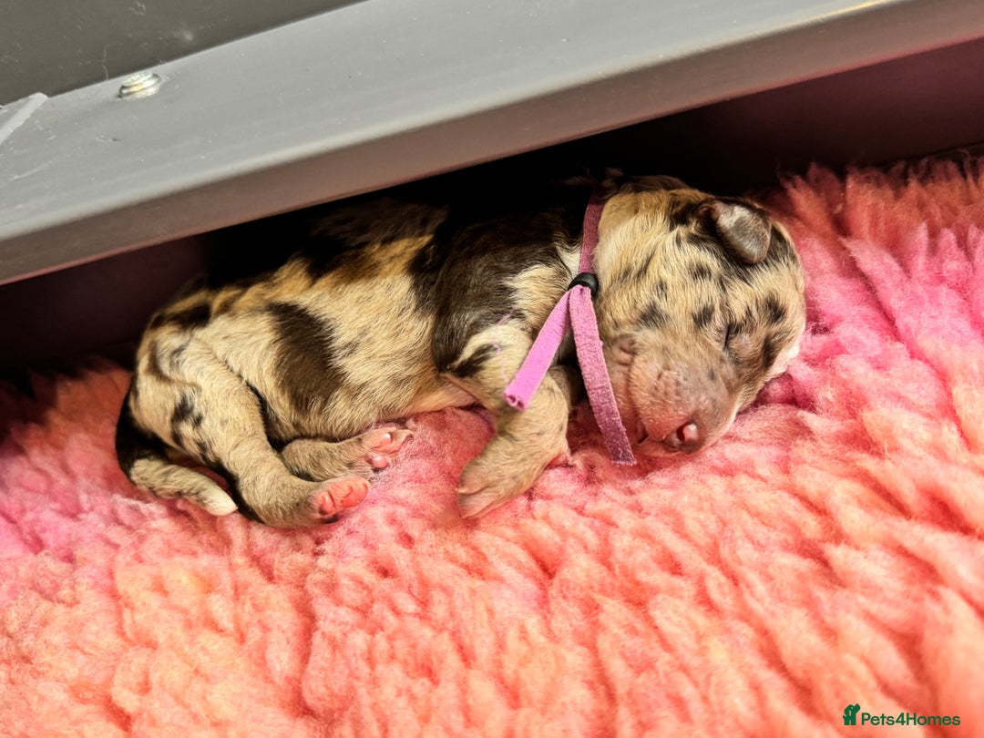 Mixed Breed dogs for sale: Goldendoodle/Australian double doodles  - Image 5
