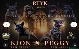 Belgian Shepherd Dog dogs for sale: Stunning Dutch herder female  - Image 1