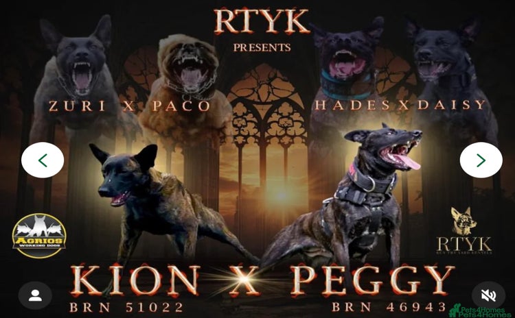 Belgian Shepherd Dog dogs - Advert 1