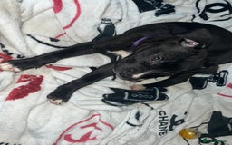 American Bull Staffy dogs for sale: 2 Female American bull x staff puppies left - Image 18