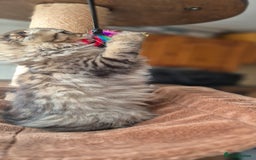 Scottish Fold cats for sale: 2 boys left! TICA registered Scottish Fold - Image 2