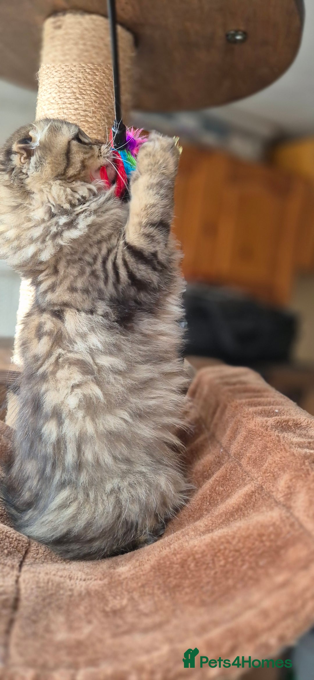 Scottish Fold cats for sale: 2 boys left! TICA registered Scottish Fold - Image 2