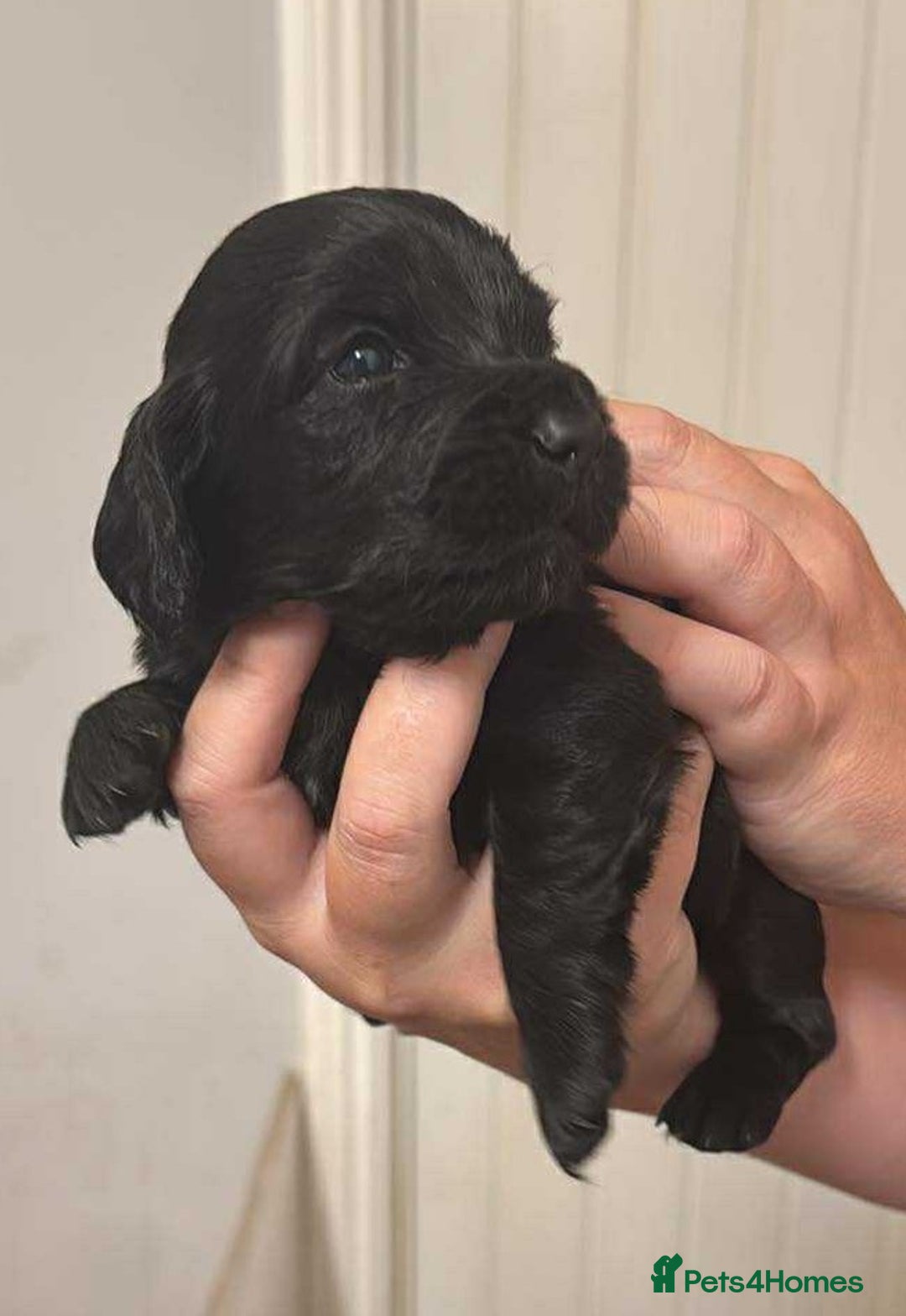 Sprocker dogs for sale: Sprockers - Image 7