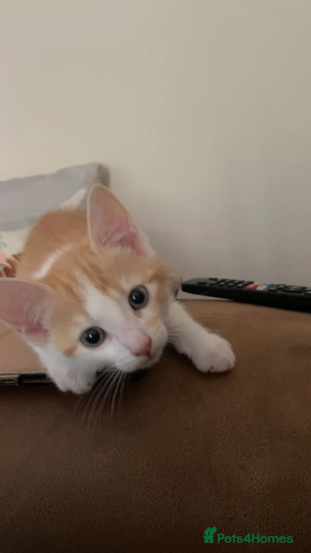 Mixed Breed cats for sale: 2 Female 1 Male in Towcester - Advert 7