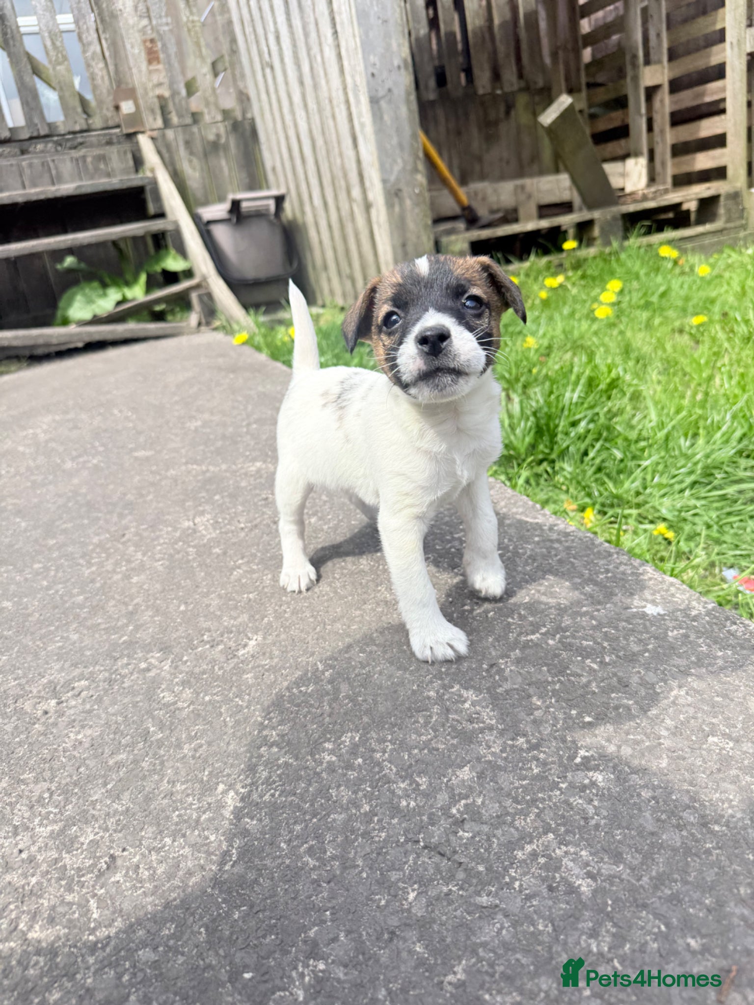 Jack Russell dogs One little male Jack Russell - Advert 1
