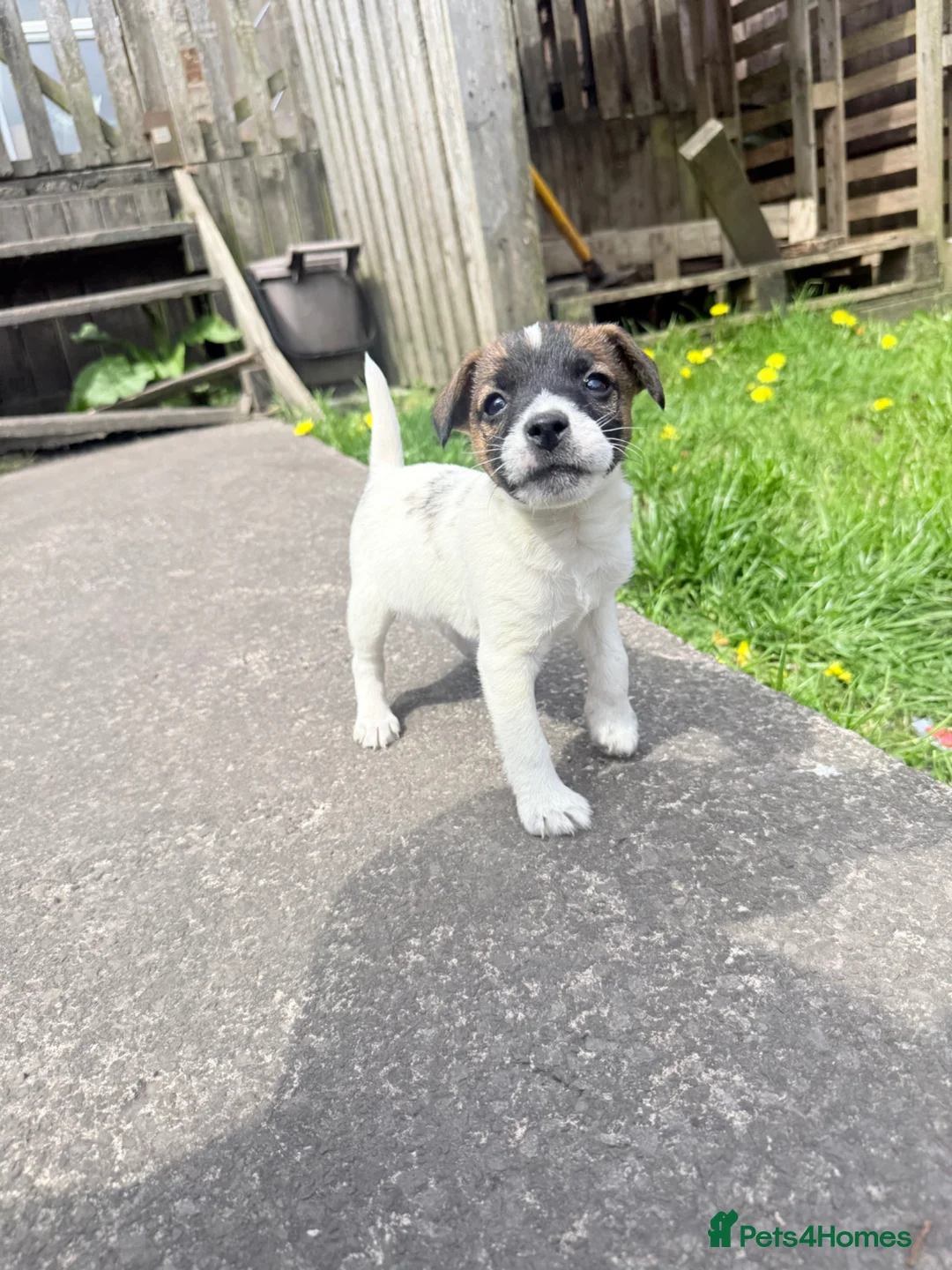 Jack Russell dogs for sale: One little male Jack Russell - Advert 1