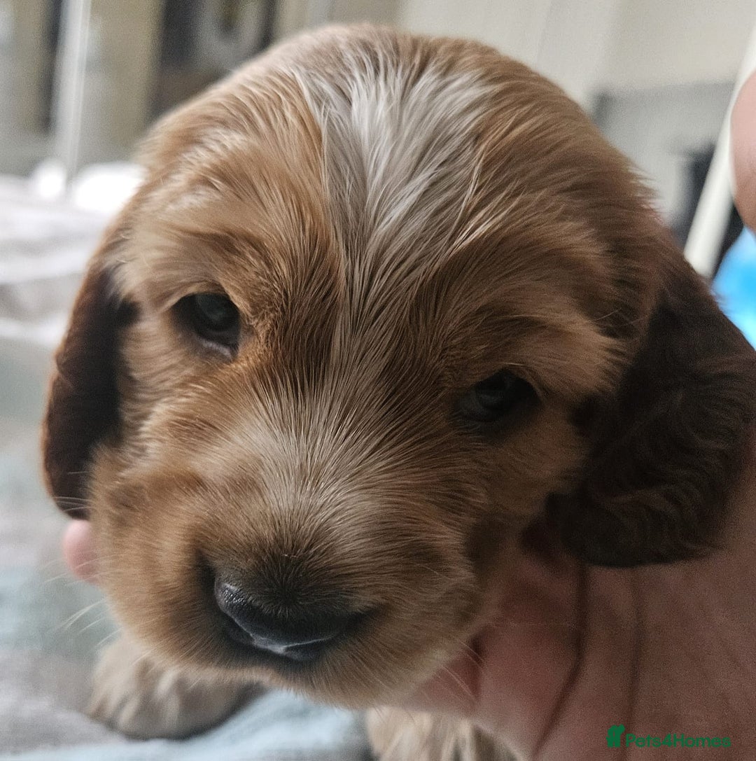 Cocker Spaniel dogs for sale: Show cocker spaniel  - Image 20
