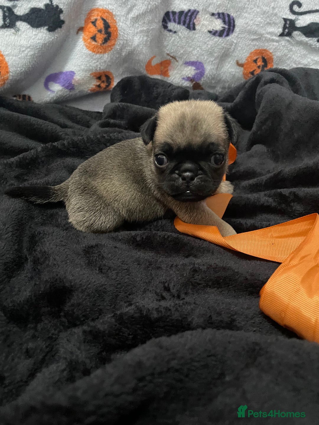 Pug dogs for sale: Pretty Female Pug Puppies x2 HEALTHY & HAPPY  - Image 13