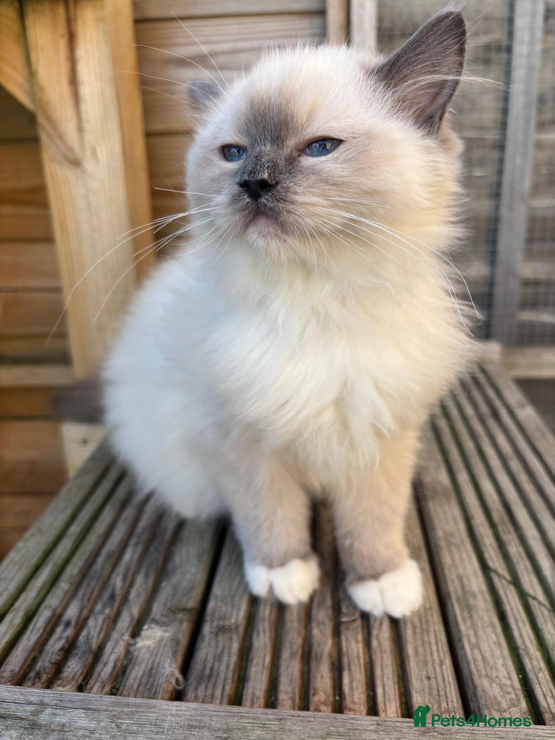 Ragdoll cats for sale: Absolute stunning gccf  blue mitted girl  - Image 6