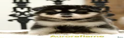 Northern Inuit dogs for sale: Last boy available from health tested parents - Advert 12