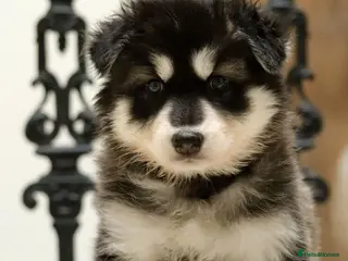 Northern Inuit dogs Health tested parents - Advert 10