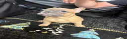 French Bulldog dogs for sale: Beautiful French Bulldog puppies - Advert 14