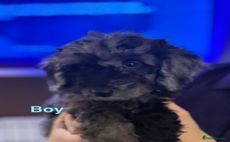 Cockapoo dogs - Advert 5