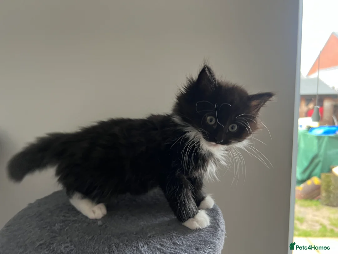 Mixed Breed cats for sale: kittens ready for a new home. - Advert 9