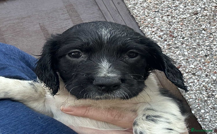 English Springer Spaniel dogs - Advert 4