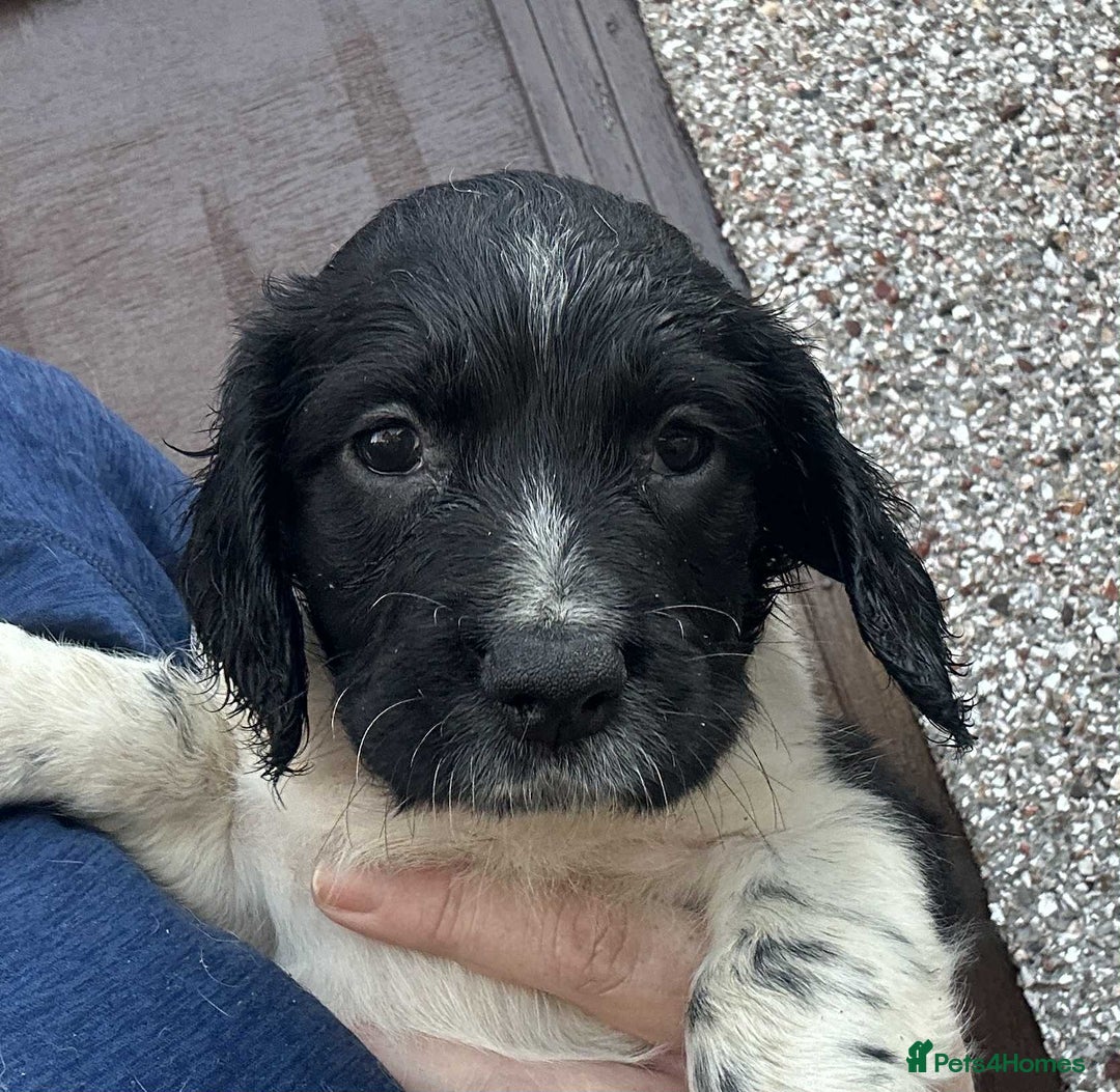 English Springer Spaniel dogs for sale: Male black and white springer spaniel  - Image 1