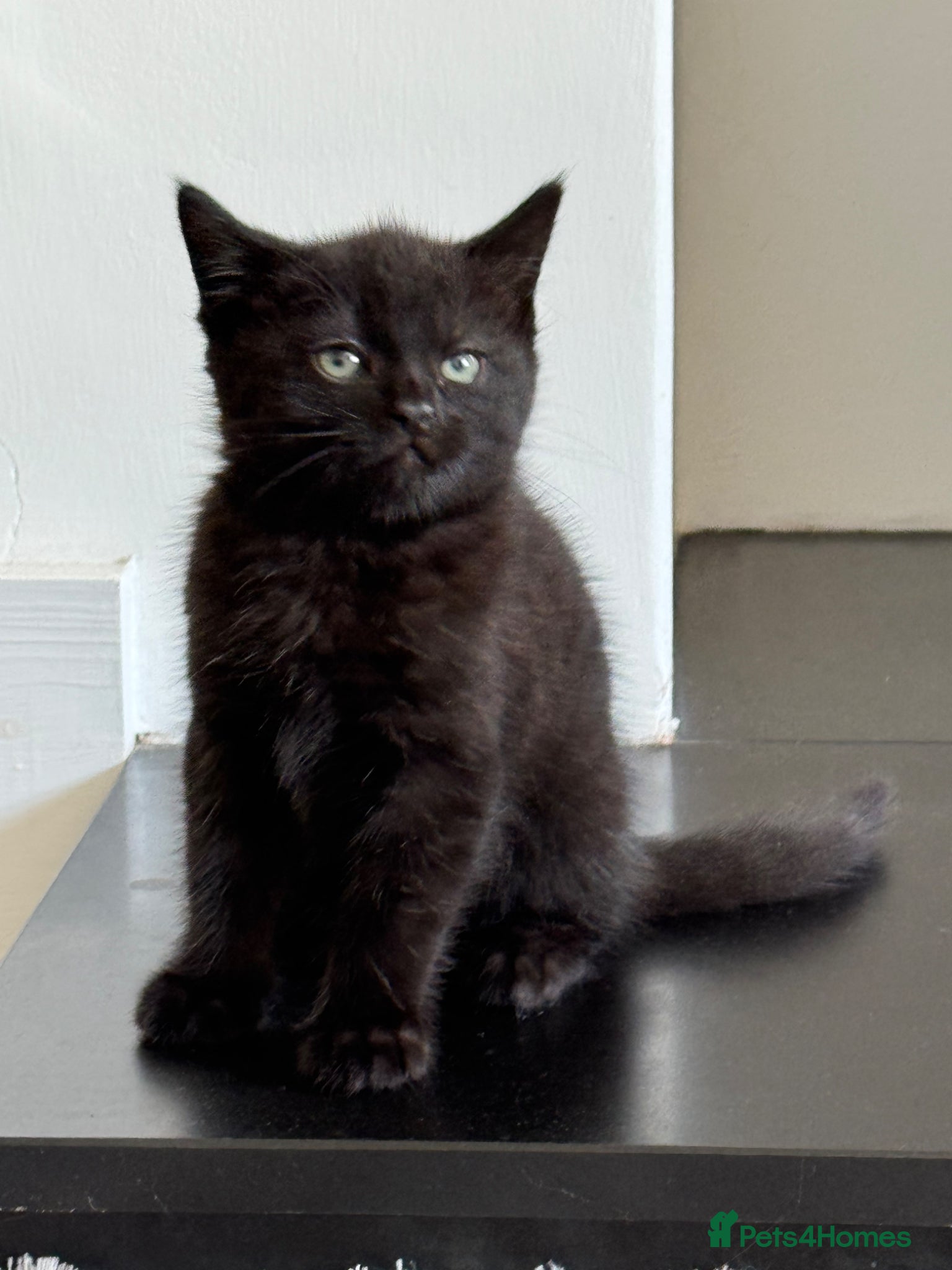 Persian Kitten 1