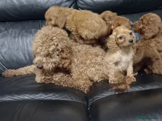 Cockapoo dogs Cockapoo puppies in Dungannon - Advert 16