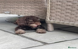 Cockapoo dogs for sale: Unique & stunning full DNA tested Cockapoo puppies - Image 3