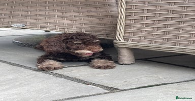 Cockapoo dogs - Advert 11