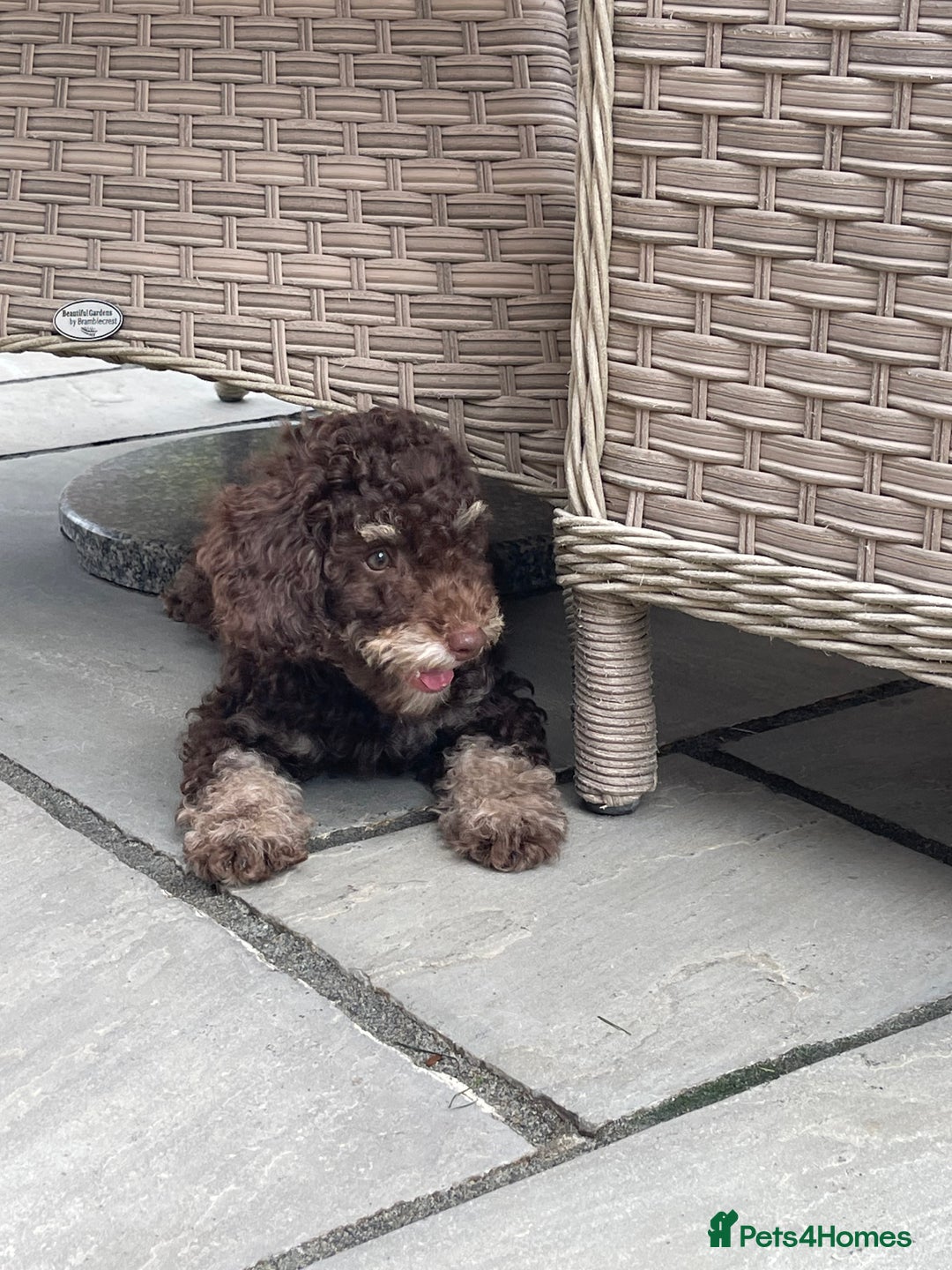 Cockapoo dogs for sale: Unique & stunning full DNA tested Cockapoo puppies - Image 3