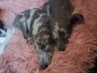 Italian Greyhound dogs Italian greyhound / whippet - Advert 5