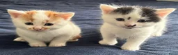 British Shorthair cats for sale: 4 Adorable kittens for sale  - Advert 8