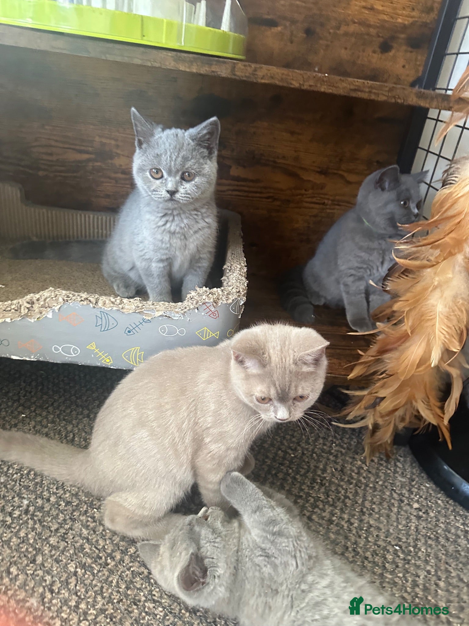 British Shorthair cats British Shorthair GCCF-registered Kittens  - Advert 2