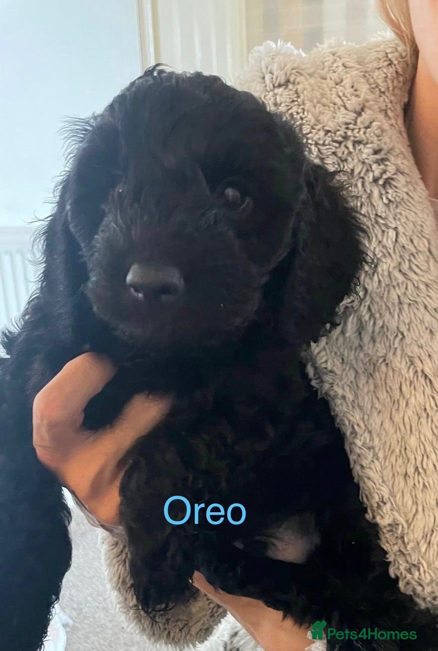 Cockapoo dogs F2B Cockapoos (1 boy, 2 girls)  - Advert 4