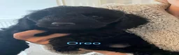 Cockapoo dogs for sale: F2B Cockapoos (2 boys, 2 girls)  in Stoke-on-Trent - Advert 3