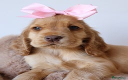 Cocker Spaniel dogs for sale: Stunning SHOW cockers READY TO LEAVE  - Image 23
