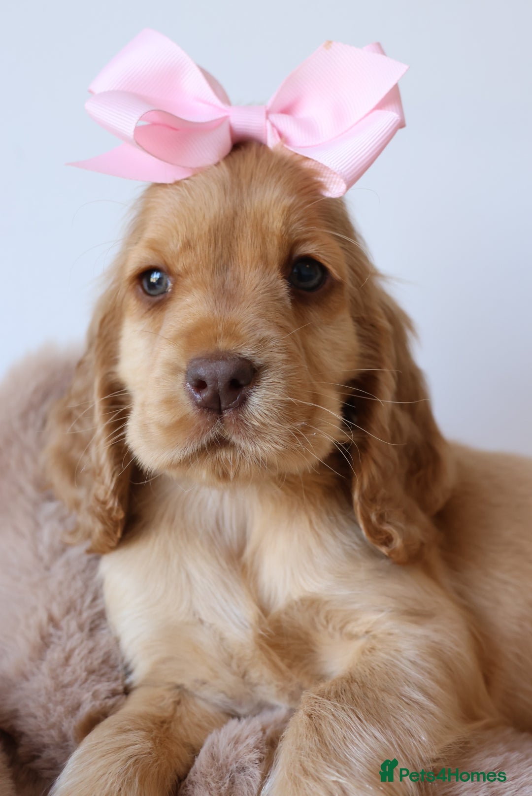 Cocker Spaniel dogs for sale: Stunning SHOW cockers READY TO LEAVE  - Image 23
