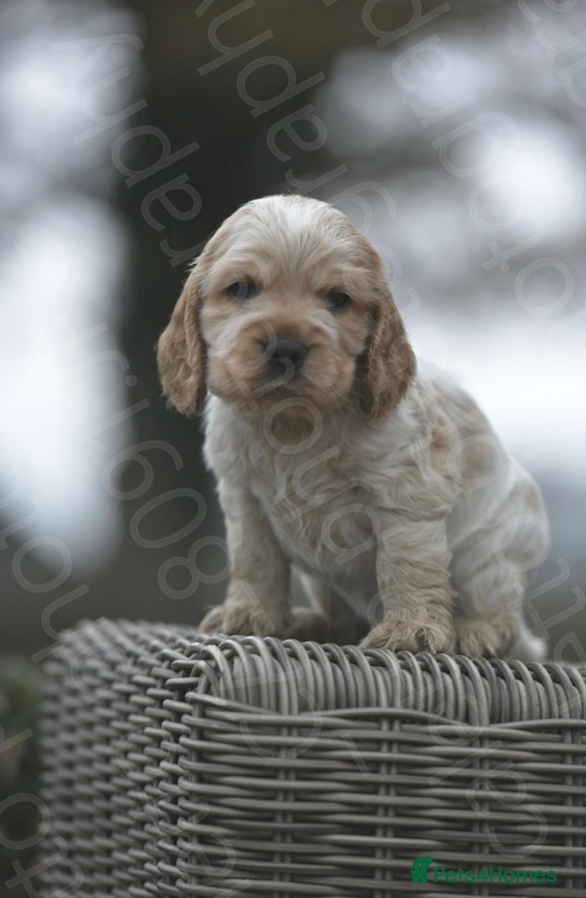Cocker Spaniel dogs Exceptional litter of Show Type Cocker Spaniels - Advert 1