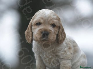 Cocker Spaniel dogs Exceptional litter of Show Type Cocker Spaniels - Advert 1