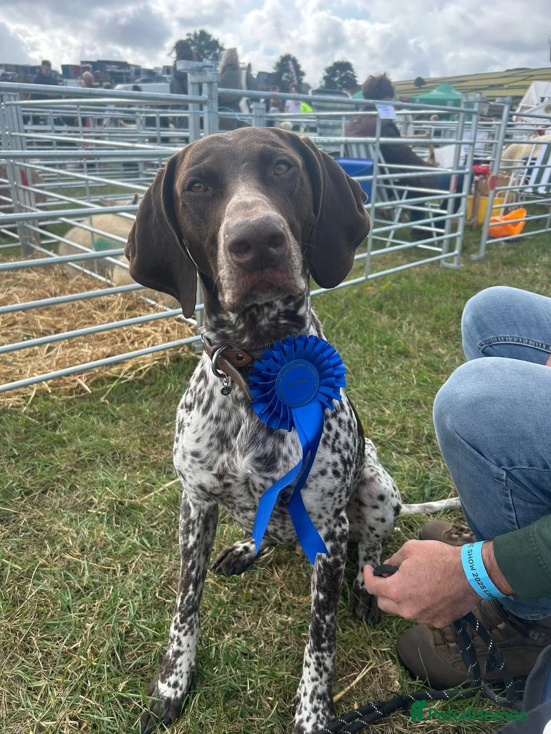German Shorthaired Pointer dogs for stud: GSP for Stud - Advert 1