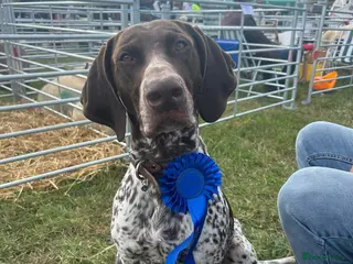 German Shorthaired Pointer dogs GSP for Stud - Advert 3