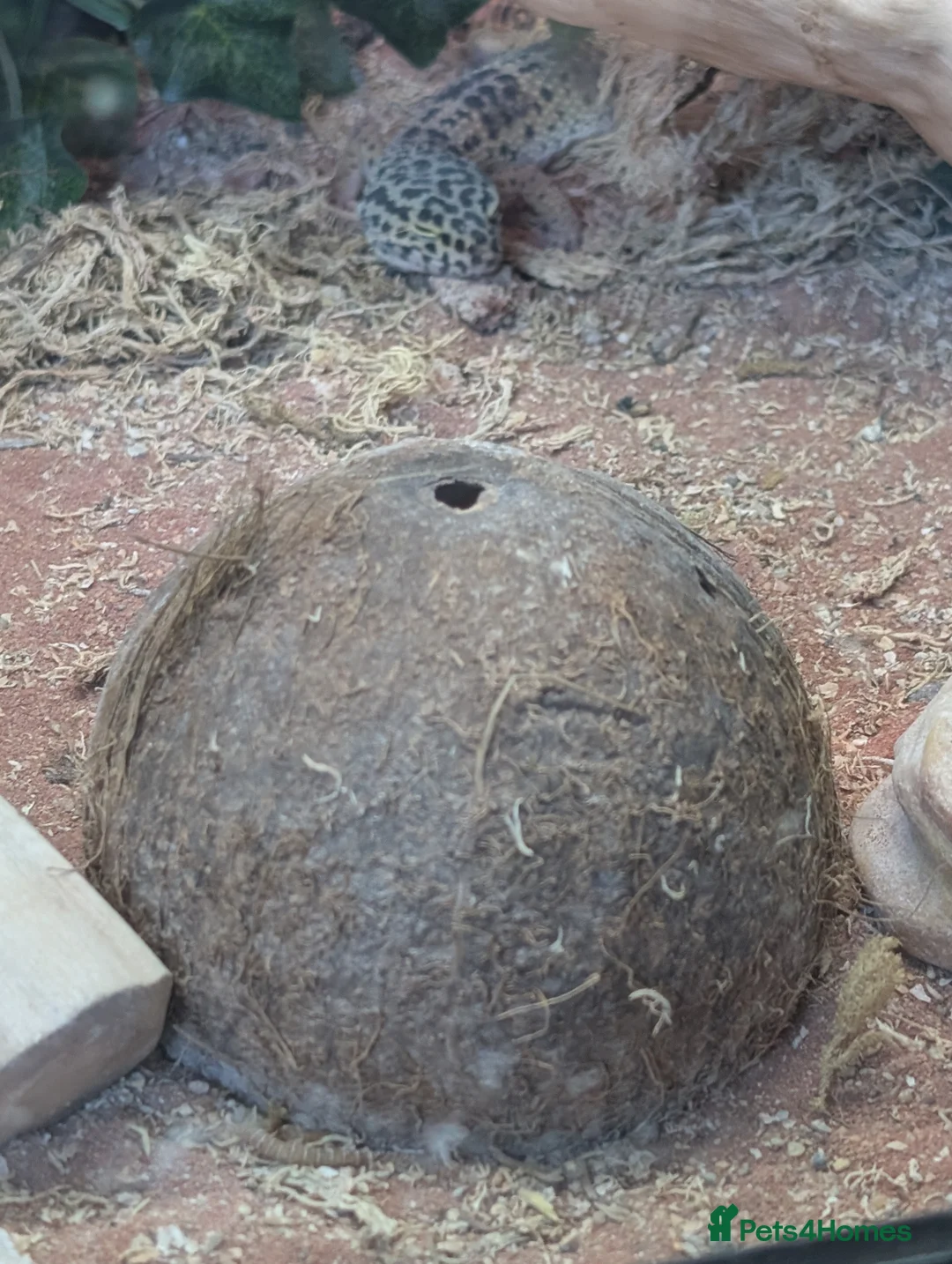 Gecko reptiles for sale: Gekos in Dudley - Advert 2