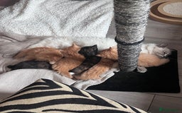 Birman cats for sale: Birman X  - Image 6