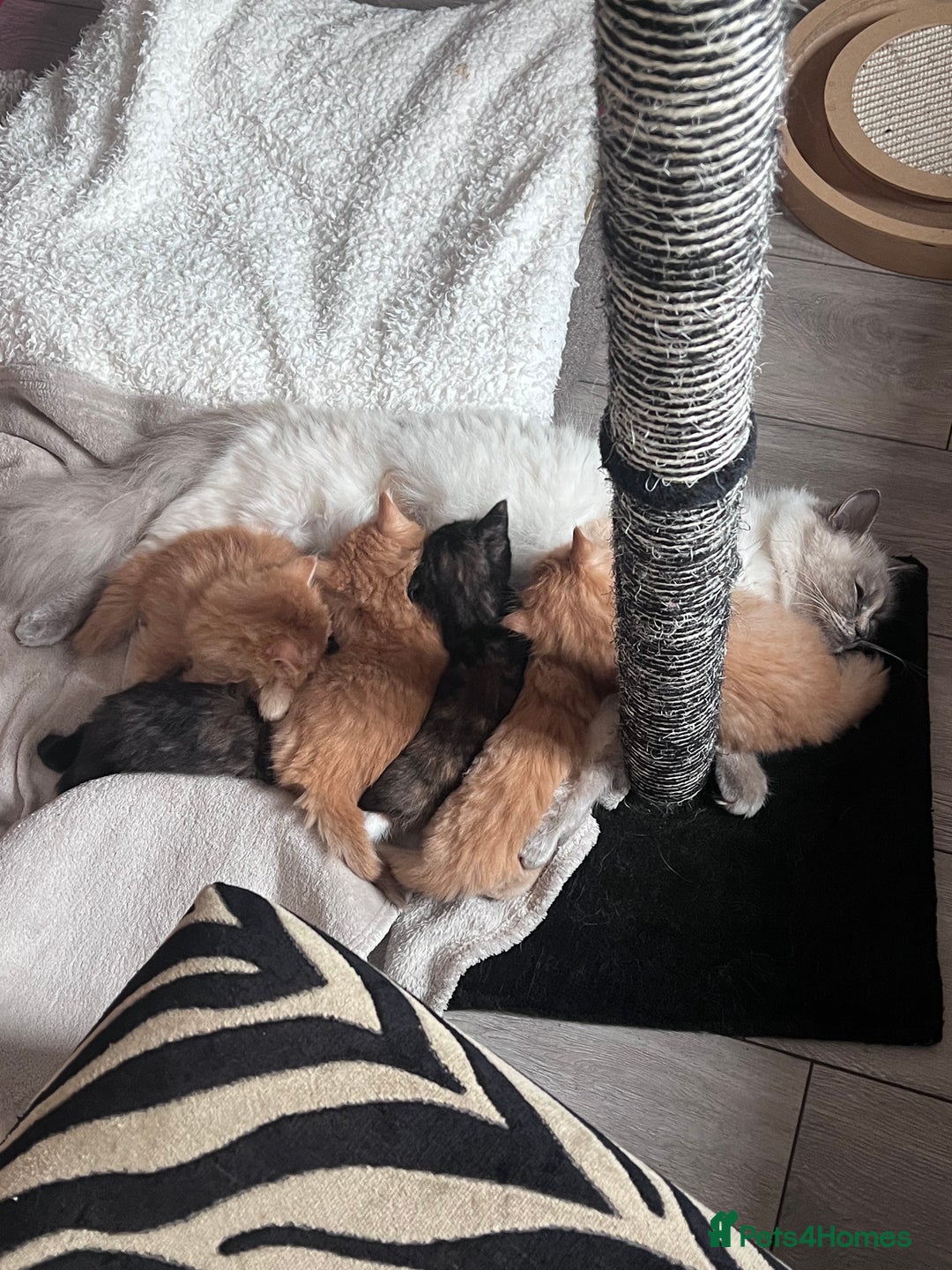 Birman cats for sale: Birman X  - Image 6