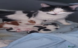 Persian cats for sale: PERSIAN CROSS KITTEN BABIES - Image 2