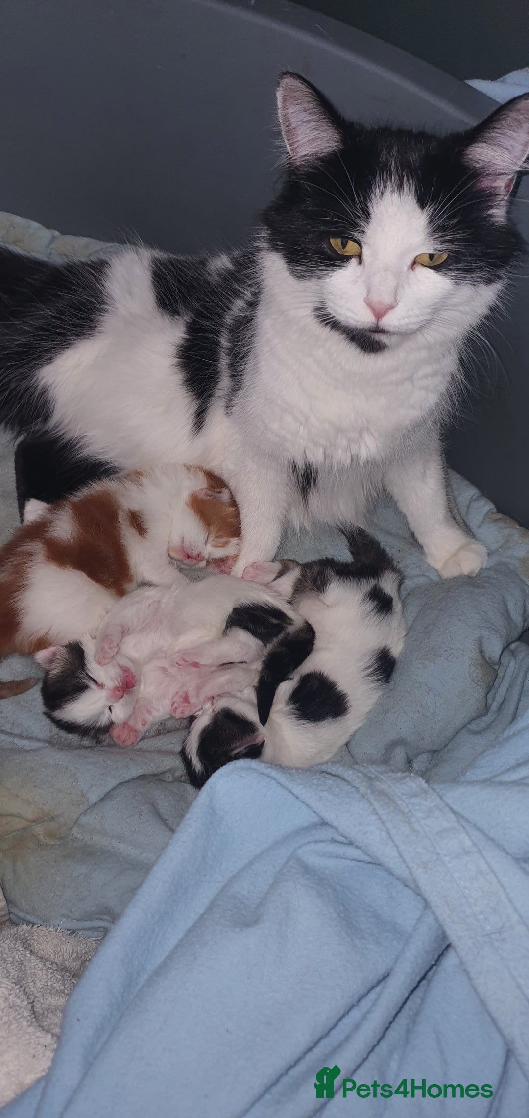 Persian cats for sale: PERSIAN CROSS KITTEN BABIES - Image 2