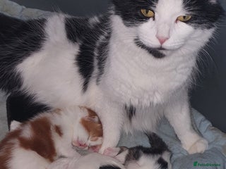 Persian cats - Advert 1