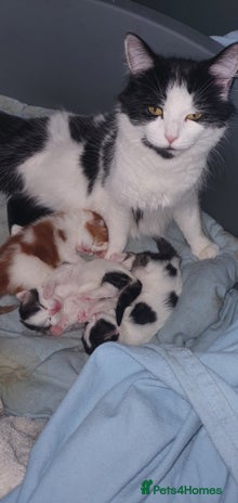 Persian cats - Advert 1