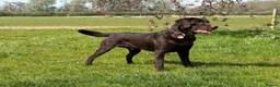 Labrador Retriever dogs for sale: KC REG CHOCOLATE LABRADOR PUPPIES  - Advert 6