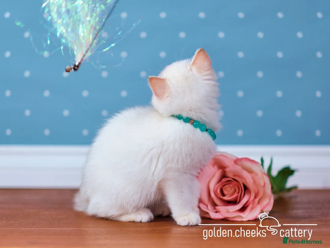 British Shorthair cats for sale: Blue-Eyed Golden Colorpoint Kitten - Advert 5