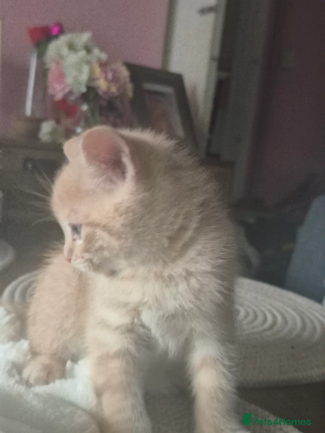 Mixed Breed cats for sale: Grey Scottish Shorthair mixed breed kittens in Birmingham - Advert 11